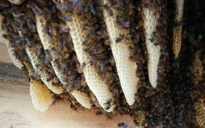 蜜蜂弱群如何發展為強群? 蜜蜂弱群如何發展為強群?