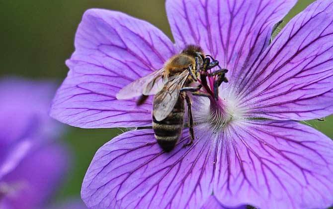蜜蜂弱群如何發展為強群? 蜜蜂弱群如何發展為強群?