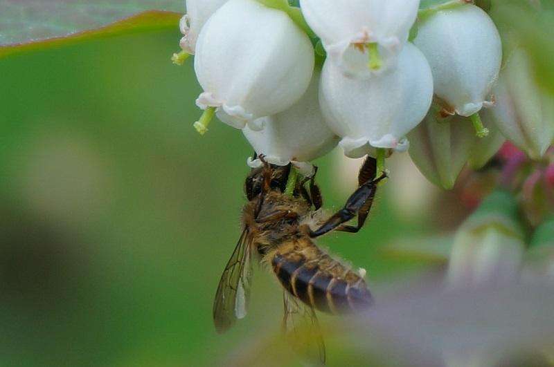 蜜蜂弱群如何發展為強群? 蜜蜂弱群如何發展為強群?