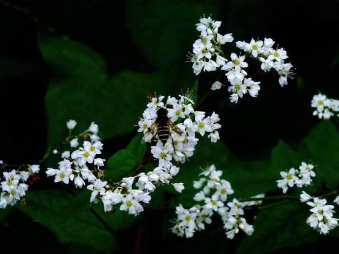 蜜蜂弱群如何發展為強群? 蜜蜂弱群如何發展為強群?
