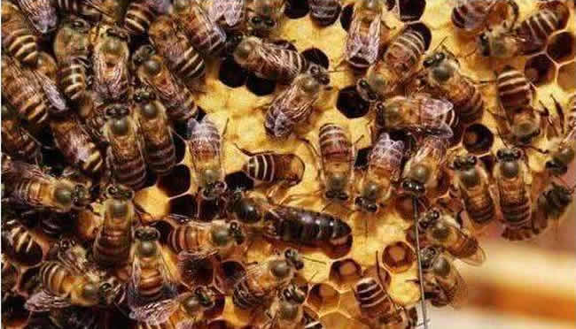 【蜜蜂養殖】什么是巢蟲清木片? 什么是巢蟲清木片?