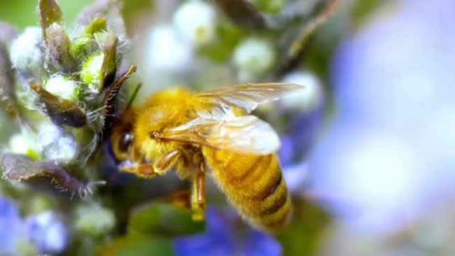 【蜜蜂養殖】什么是巢蟲清木片? 什么是巢蟲清木片?