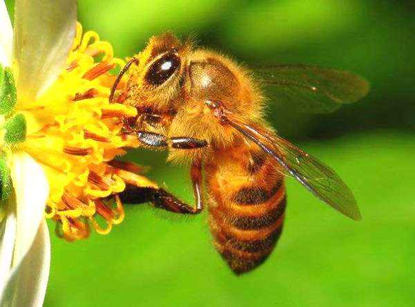 【蜜蜂養殖】蜜蜂的強群標準是怎樣的? 蜜蜂的強群標準是怎樣的?