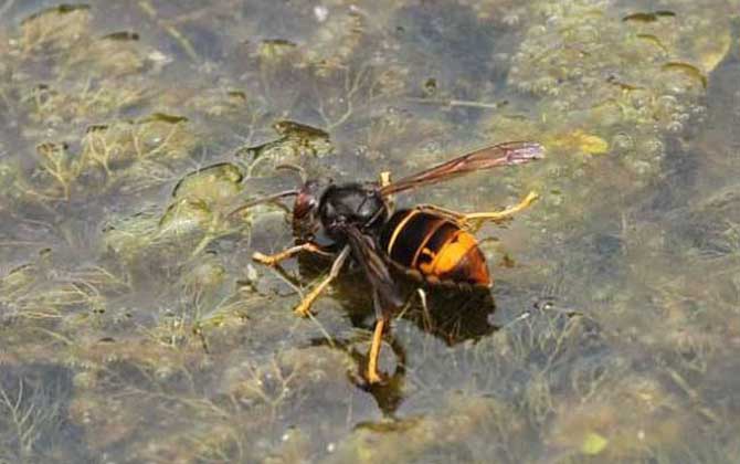 中國(guó)大虎頭蜂種類（虎頭蜂的種類介紹）
