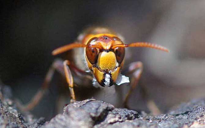 中國(guó)大虎頭蜂種類（虎頭蜂的種類介紹）