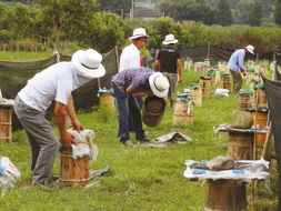 同一蜂場能養(yǎng)不同地方的中蜂嗎(養(yǎng)殖本地蜂群的地方可以放外地蜂種嗎) 同一蜂場能養(yǎng)不同地方的中蜂嗎(養(yǎng)殖本地蜂群的地方可以放外地蜂種嗎)