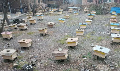 國(guó)家對(duì)養(yǎng)蜂場(chǎng)所建板房有新政策嗎(國(guó)家對(duì)養(yǎng)蜂地點(diǎn)的政策) 國(guó)家對(duì)養(yǎng)蜂場(chǎng)所建板房有新政策嗎(國(guó)家對(duì)養(yǎng)蜂地點(diǎn)的政策)