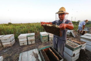 國(guó)家對(duì)養(yǎng)蜂場(chǎng)所建板房有新政策嗎(國(guó)家對(duì)養(yǎng)蜂地點(diǎn)的政策) 國(guó)家對(duì)養(yǎng)蜂場(chǎng)所建板房有新政策嗎(國(guó)家對(duì)養(yǎng)蜂地點(diǎn)的政策)