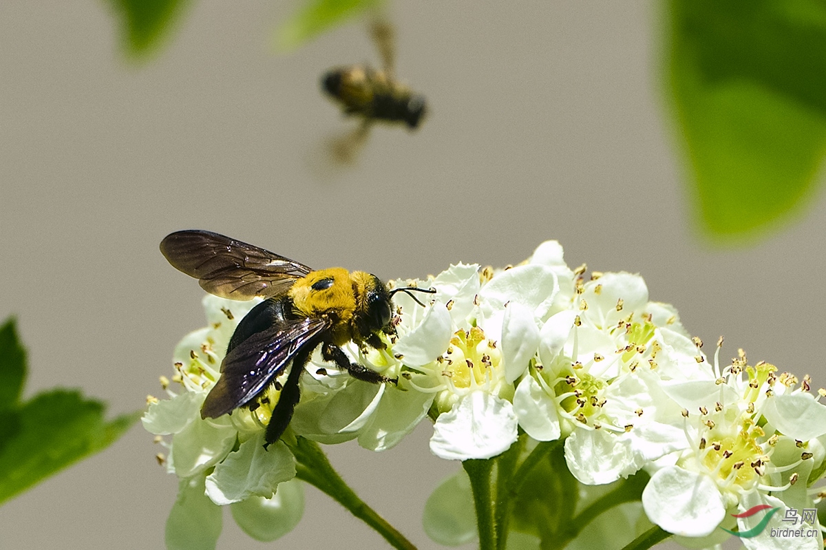 云貴高原有哪幾種中蜂(云貴高原中蜂一般環(huán)境) 云貴高原有哪幾種中蜂(云貴高原中蜂一般環(huán)境)