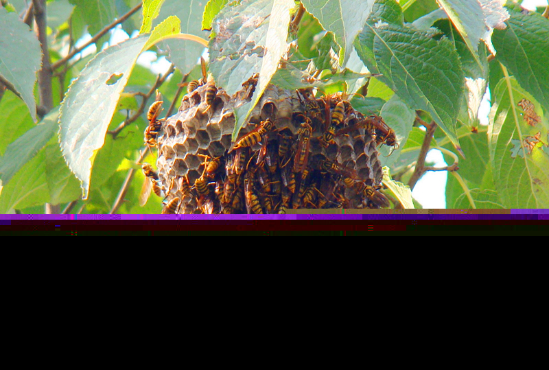 養100窩馬蜂一年利潤多少？賺多少錢？