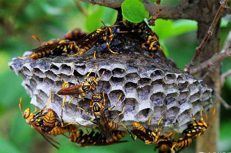 養100窩馬蜂一年利潤多少？賺多少錢？