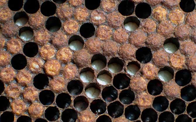 雄蜂一般什么時候活動(雄蜂什么時候出巢活動) 雄蜂一般什么時候活動(雄蜂什么時候出巢活動)