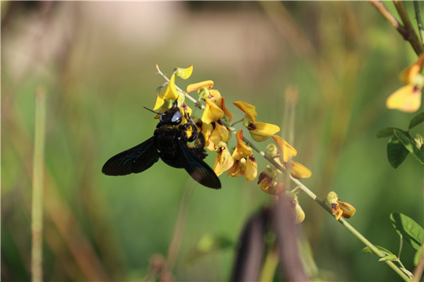 黑竹蜂有毒嗎 黑竹蜂有毒嗎