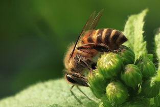 白色工蜂是什么原因(白頭蜂是什么原因) 白色工蜂是什么原因(白頭蜂是什么原因)