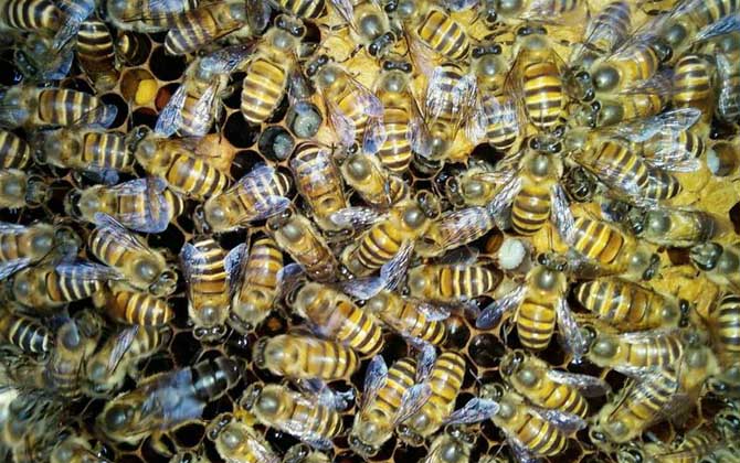 蜜蜂喂干白糖的十大好處(可以給蜜蜂喂白糖么) 蜜蜂喂干白糖的十大好處(可以給蜜蜂喂白糖么)