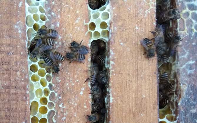 蜜蜂喂干白糖的十大好處(可以給蜜蜂喂白糖么) 蜜蜂喂干白糖的十大好處(可以給蜜蜂喂白糖么)