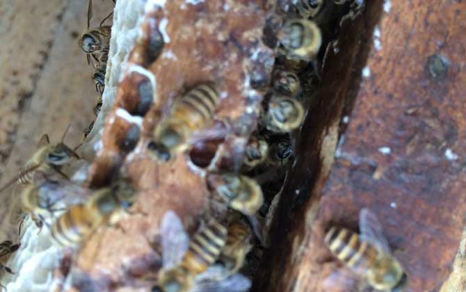 蜜蜂喂干白糖的十大好處(可以給蜜蜂喂白糖么) 蜜蜂喂干白糖的十大好處(可以給蜜蜂喂白糖么)