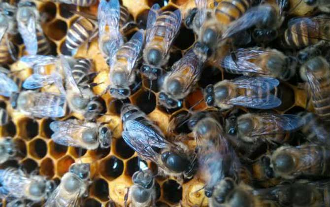 蜜蜂喂干白糖的十大好處(可以給蜜蜂喂白糖么) 蜜蜂喂干白糖的十大好處(可以給蜜蜂喂白糖么)