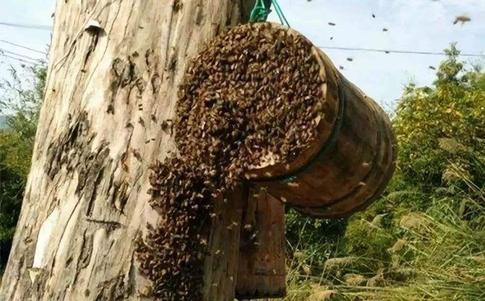 怎么知道附近有野生蜜蜂窩? 怎么知道附近有野生蜜蜂窩?