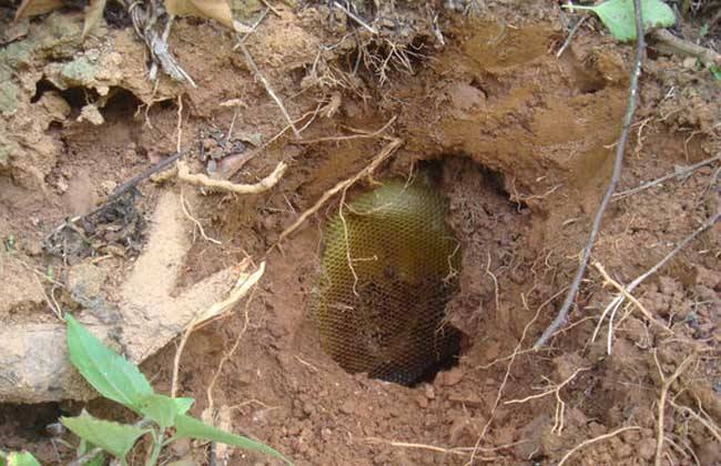 怎么知道附近有野生蜜蜂窩? 怎么知道附近有野生蜜蜂窩?