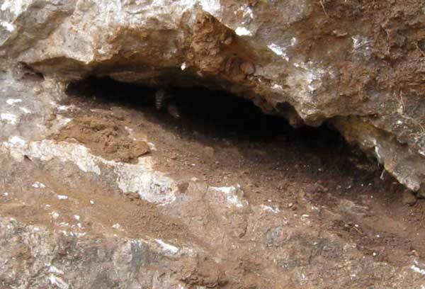 怎么知道附近有野生蜜蜂窩? 怎么知道附近有野生蜜蜂窩?