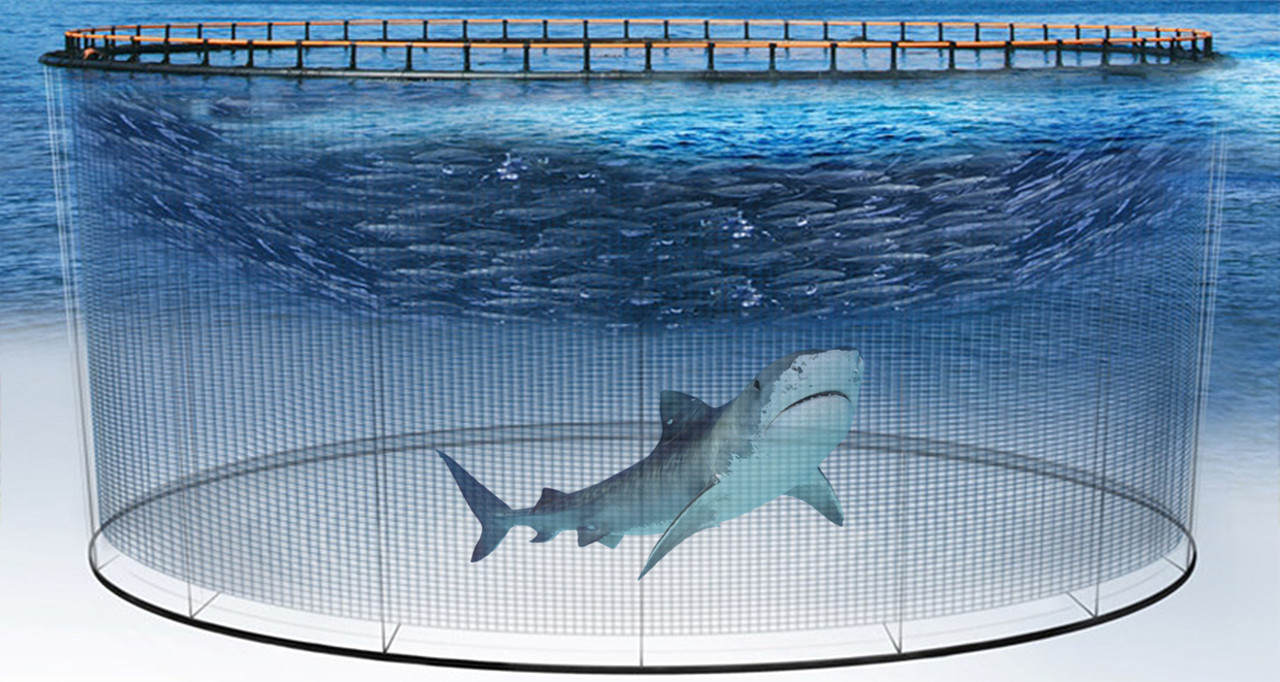 全球年銷售魚翅140萬(wàn)噸,殺死1億條鯊魚,為何不能人工飼養(yǎng) 全球每年銷售魚翅140萬(wàn)噸,殺死1億條鯊魚,為何不能人工飼養(yǎng)?