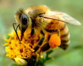 高加索黑蜂有哪些特點(高加索蜂的缺點) 高加索黑蜂有哪些特點(高加索蜂的缺點)