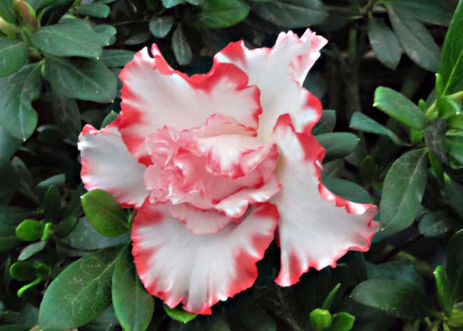 杜鵑花什么時候開花（杜鵑花一年開幾次花）