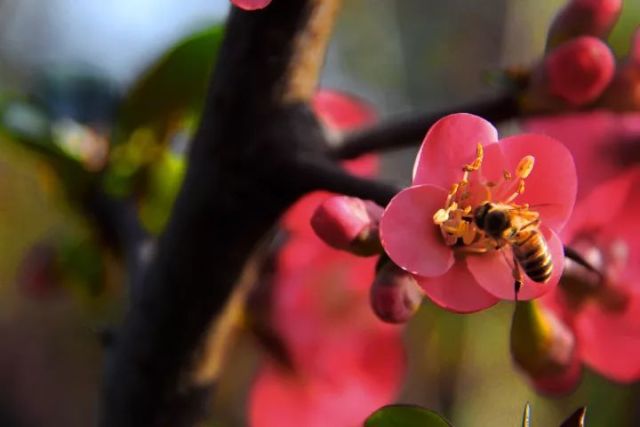 適合中蜂的蜜源植物(中蜂的主要蜜源植物) 適合中蜂的蜜源植物(中蜂的主要蜜源植物)