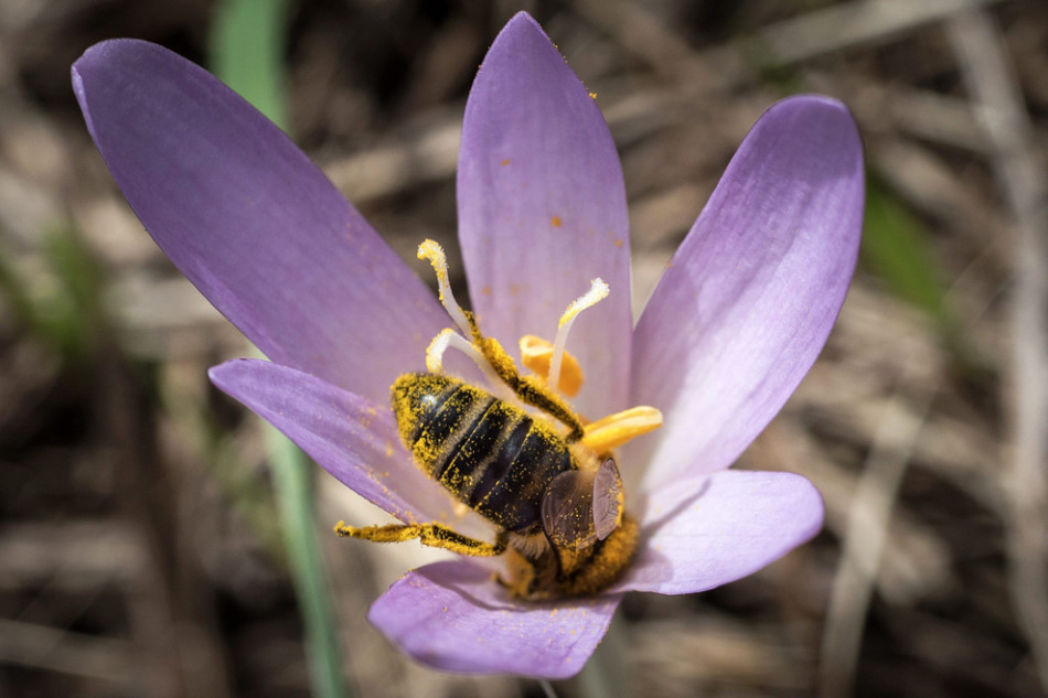 適合中蜂的蜜源植物(中蜂的主要蜜源植物) 適合中蜂的蜜源植物(中蜂的主要蜜源植物)