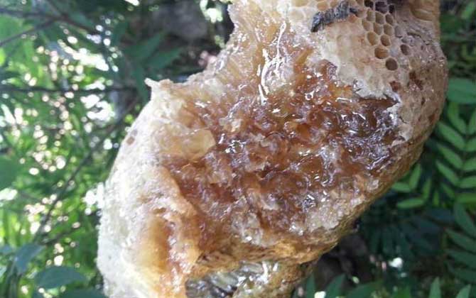 小蜜蜂和大蜜蜂的區(qū)別（小蜜蜂和大蜜蜂的產(chǎn)量對(duì)比）