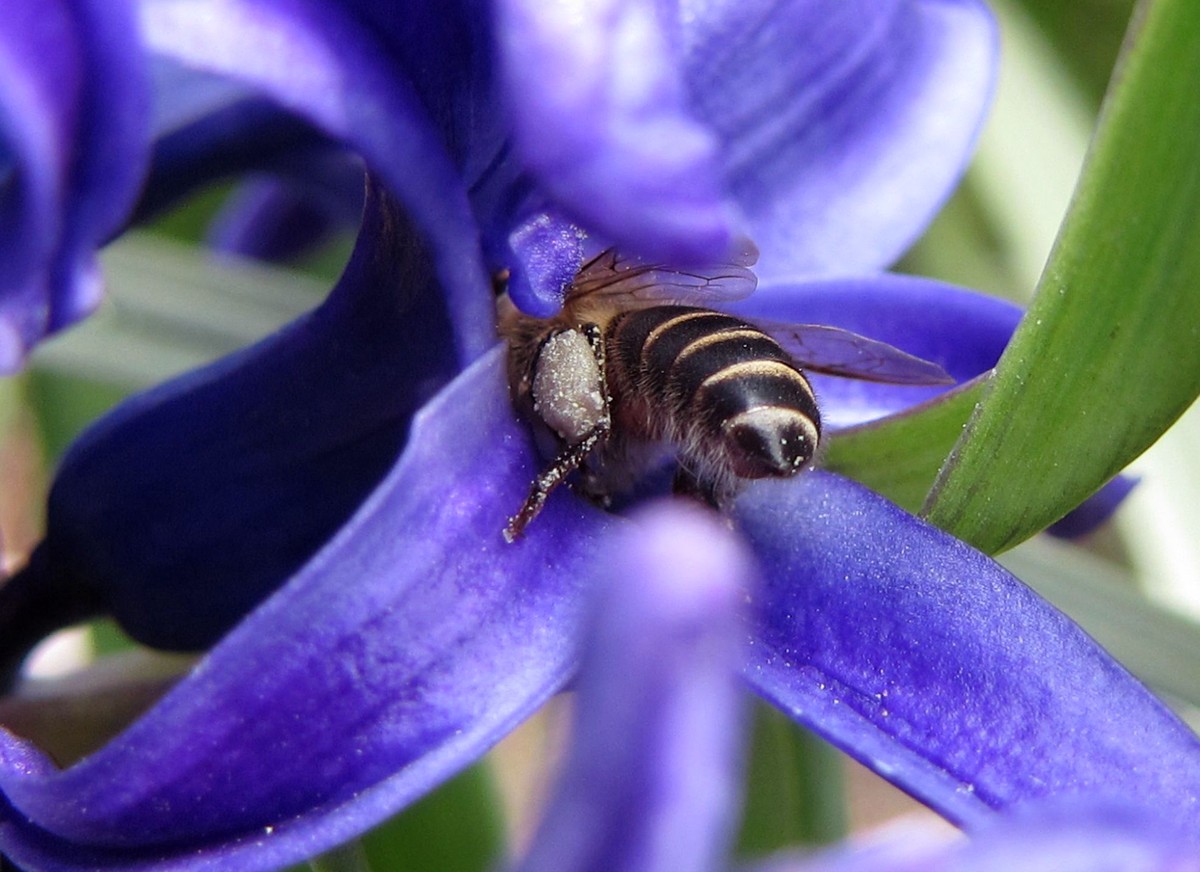 城市可以養蜂嗎(城市養蜂違法嗎) 城市可以養蜂嗎(城市養蜂違法嗎)