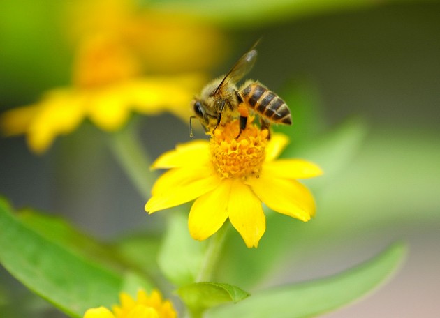 城市可以養蜂嗎(城市養蜂違法嗎) 城市可以養蜂嗎(城市養蜂違法嗎)