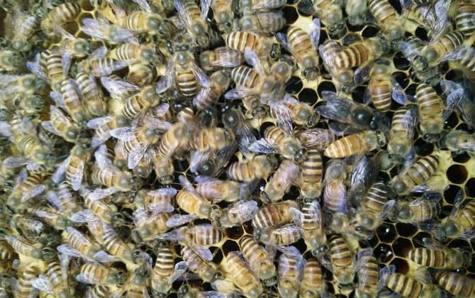 農(nóng)村土蜜蜂的市場(chǎng)價(jià)是多少(農(nóng)村土蜜蜂多少錢一箱) 農(nóng)村土蜜蜂的市場(chǎng)價(jià)是多少(農(nóng)村土蜜蜂多少錢一箱)