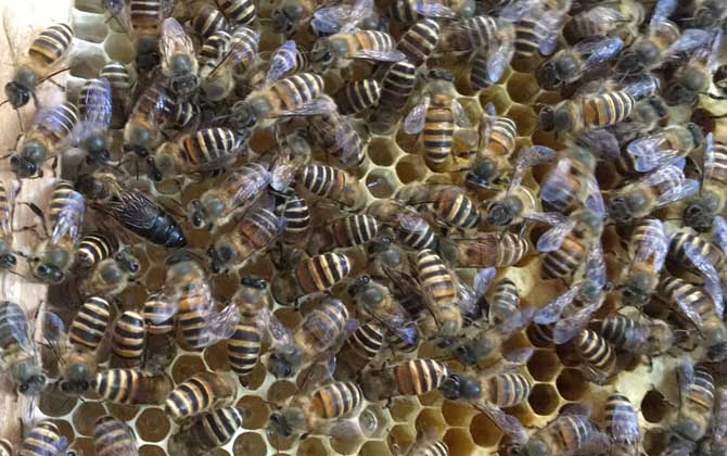 農(nóng)村土蜜蜂的市場(chǎng)價(jià)是多少(農(nóng)村土蜜蜂多少錢一箱) 農(nóng)村土蜜蜂的市場(chǎng)價(jià)是多少(農(nóng)村土蜜蜂多少錢一箱)