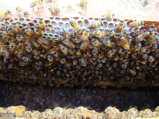 蜂群沒了蜂王會(huì)怎么樣?