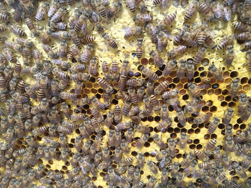 蜂群沒了蜂王會(huì)怎么樣?