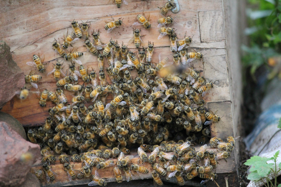 蜂群沒了蜂王會(huì)怎么樣?