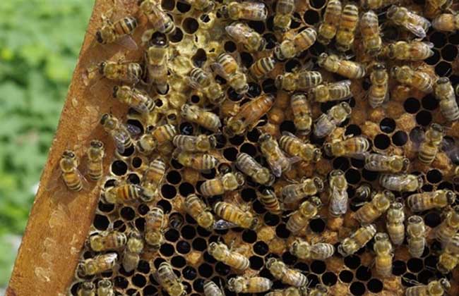蜂群沒了蜂王會(huì)怎么樣?