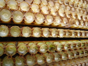 蜂王漿不能喝什么一起吃(吃蜂王漿的禁忌) 蜂王漿不能喝什么一起吃(吃蜂王漿的禁忌)