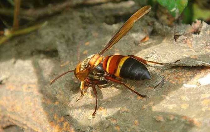 中國大虎頭蜂廣東有嗎(大頭虎蜂的簡介) 中國大虎頭蜂廣東有嗎(大頭虎蜂的簡介)