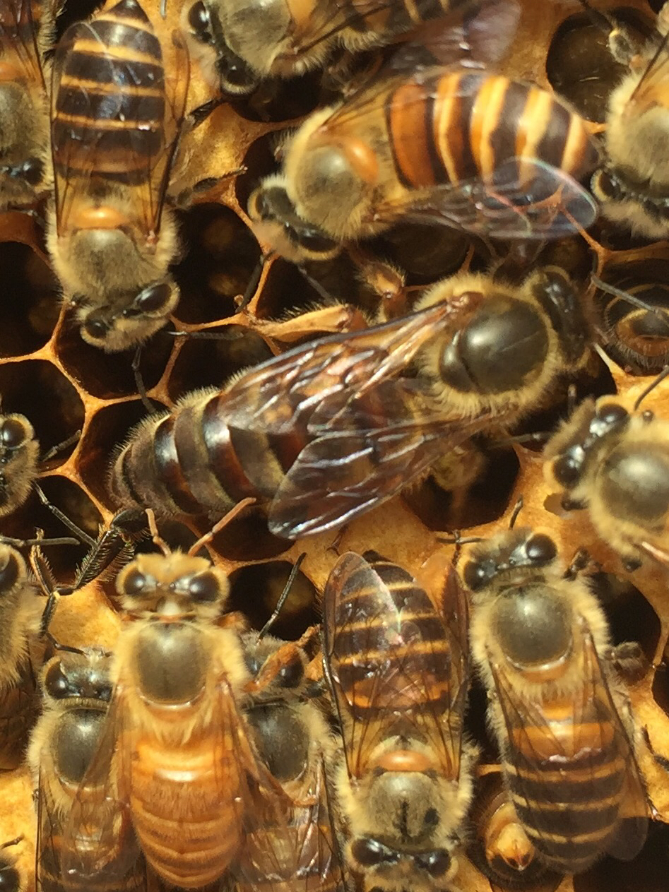 松丹一號能當(dāng)種王嗎(教你如何選育優(yōu)質(zhì)的蜂種王) 松丹一號能當(dāng)種王嗎(教你如何選育優(yōu)質(zhì)的蜂種王)