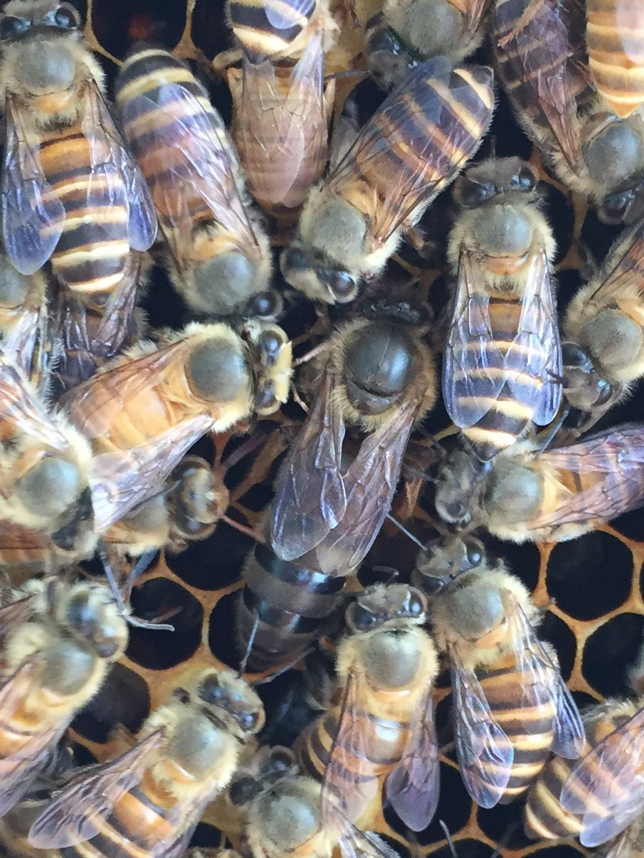松丹一號能當(dāng)種王嗎(教你如何選育優(yōu)質(zhì)的蜂種王) 松丹一號能當(dāng)種王嗎(教你如何選育優(yōu)質(zhì)的蜂種王)