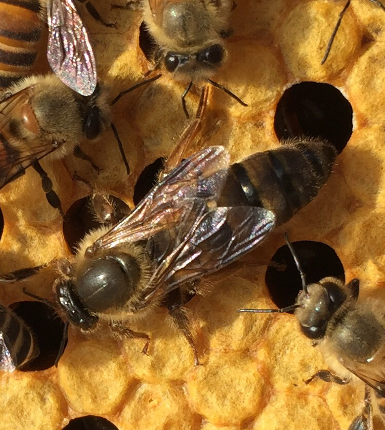 松丹一號能當(dāng)種王嗎(教你如何選育優(yōu)質(zhì)的蜂種王) 松丹一號能當(dāng)種王嗎(教你如何選育優(yōu)質(zhì)的蜂種王)