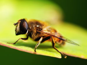 工蜂與蜂王之間是競爭關系嗎(工蜂與蜂王,哪個更重要) 工蜂與蜂王之間是競爭關系嗎(工蜂與蜂王,哪個更重要)