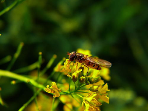工蜂與蜂王之間是競爭關系嗎(工蜂與蜂王,哪個更重要) 工蜂與蜂王之間是競爭關系嗎(工蜂與蜂王,哪個更重要)