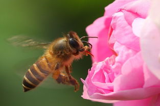 工蜂與蜂王之間是競爭關系嗎(工蜂與蜂王,哪個更重要) 工蜂與蜂王之間是競爭關系嗎(工蜂與蜂王,哪個更重要)