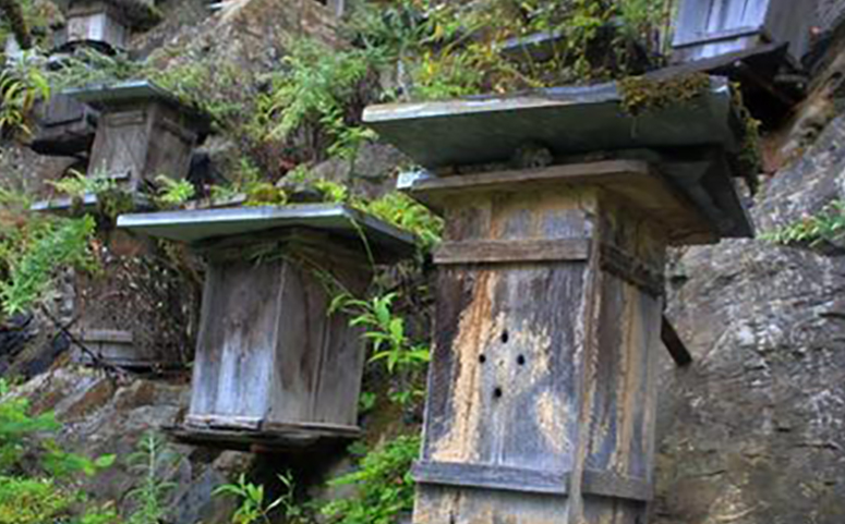泡沫蜂箱的優點和缺點(泡沫箱養蜂優點和缺點的介紹) 泡沫蜂箱的優點和缺點(泡沫箱養蜂優點和缺點的介紹)