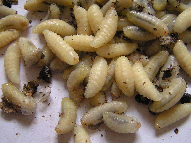 【蜜蜂知識(shí)】蜂蛹和蠶蛹的區(qū)別 蜂蛹和蠶蛹的區(qū)別