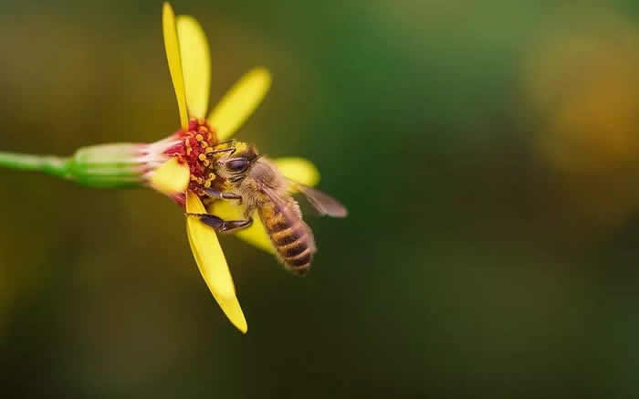 【蜜蜂知識】蜜蜂怎么分蜂? 蜜蜂怎么分蜂?